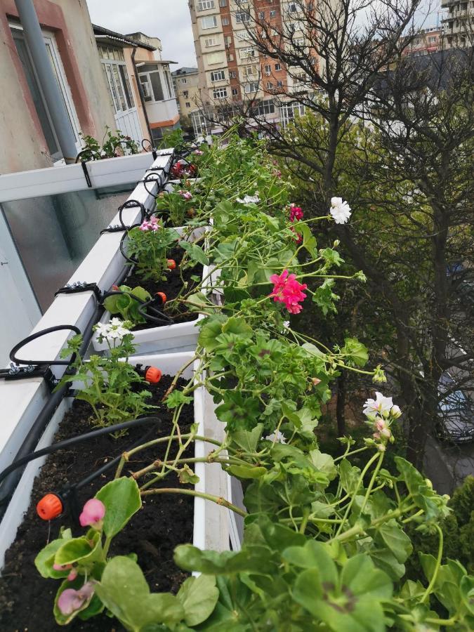 Bloom Box Apartments Craiova Luaran gambar